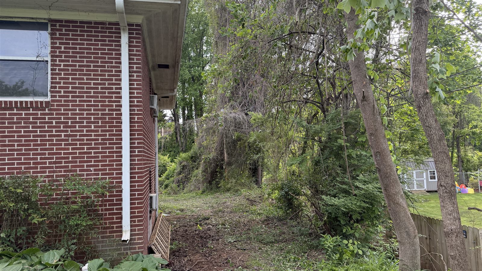 Side yard cleared of brush and vines down to clean ground